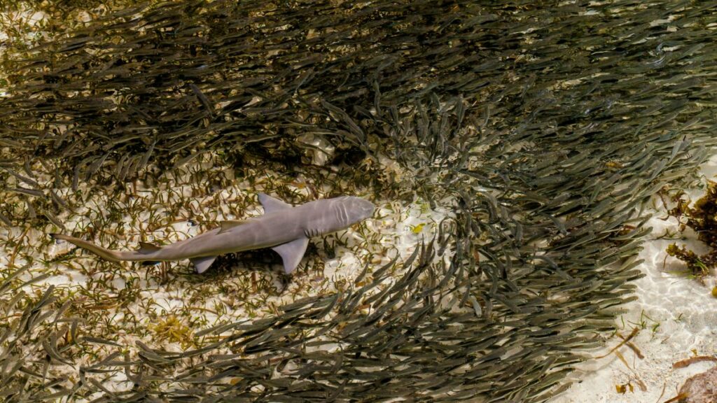 Lone shark suoorunded by school of fish