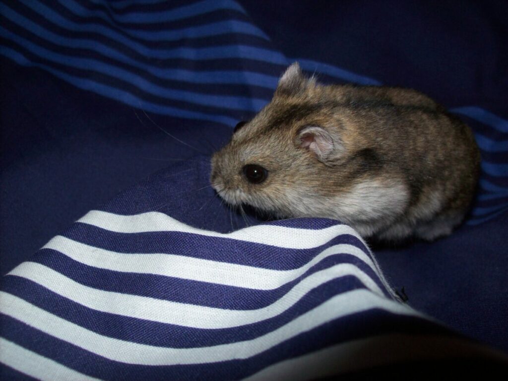 Small Male Dwarf Hamsters