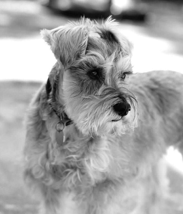 Schnauzers in climate-appropriate grooming styles and products.