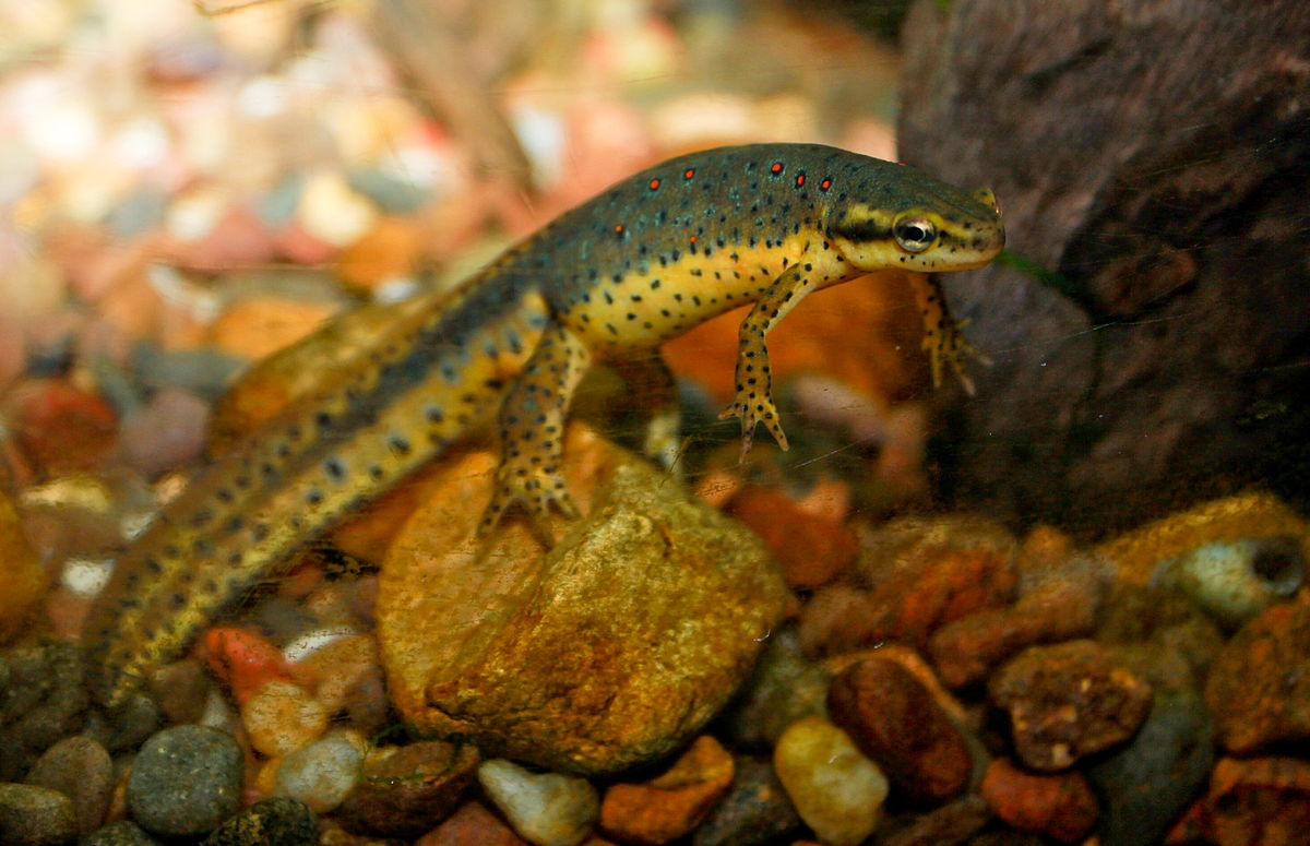 Adult male red-spotted newt