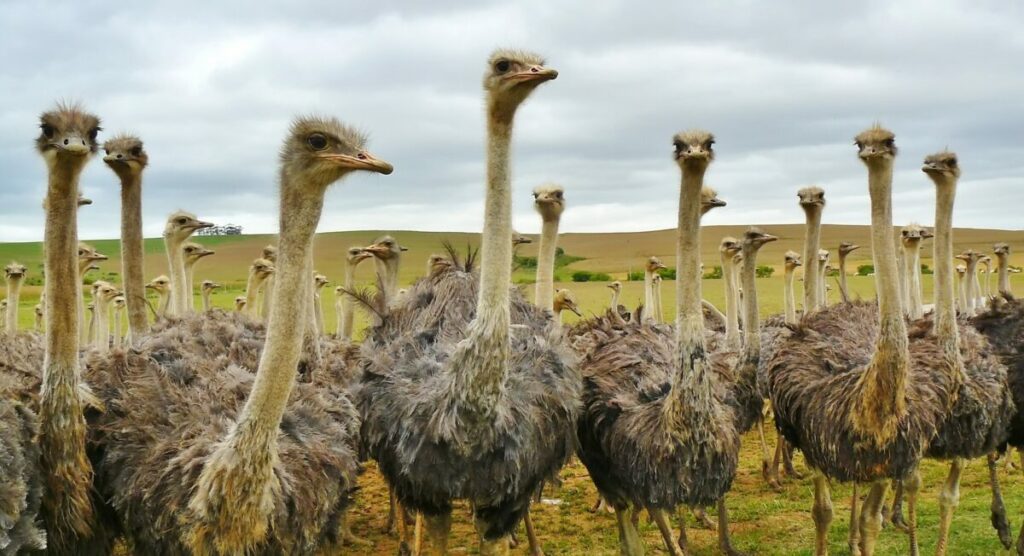 A group of Ostriches