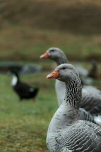 Geese displaying social behaviors and bonding in their habitat