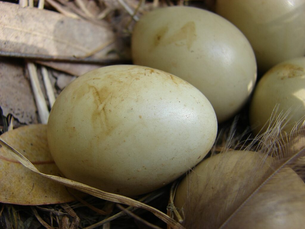 Habitat with pheasant eggs in nest at Olinda, Maui, Hawaii