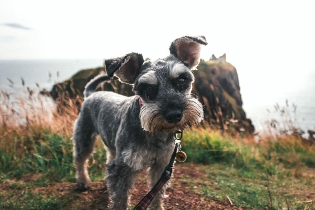 Teacup Schnauzer exemplifies the breed's protective instinct alongside a friendly demeanor.