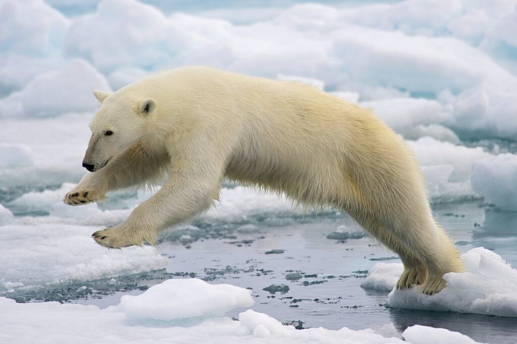 Polar bear jumping on floating ice at Svalbard