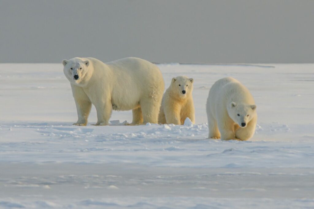 Polar Bear with cubs