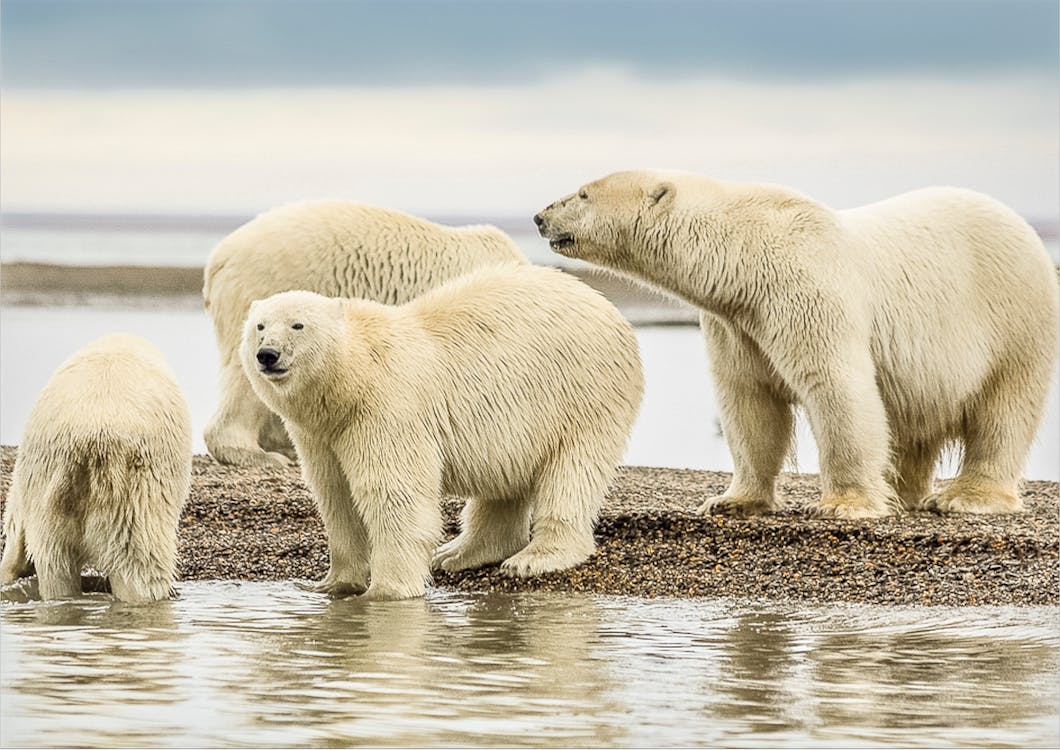 A group of polar bear