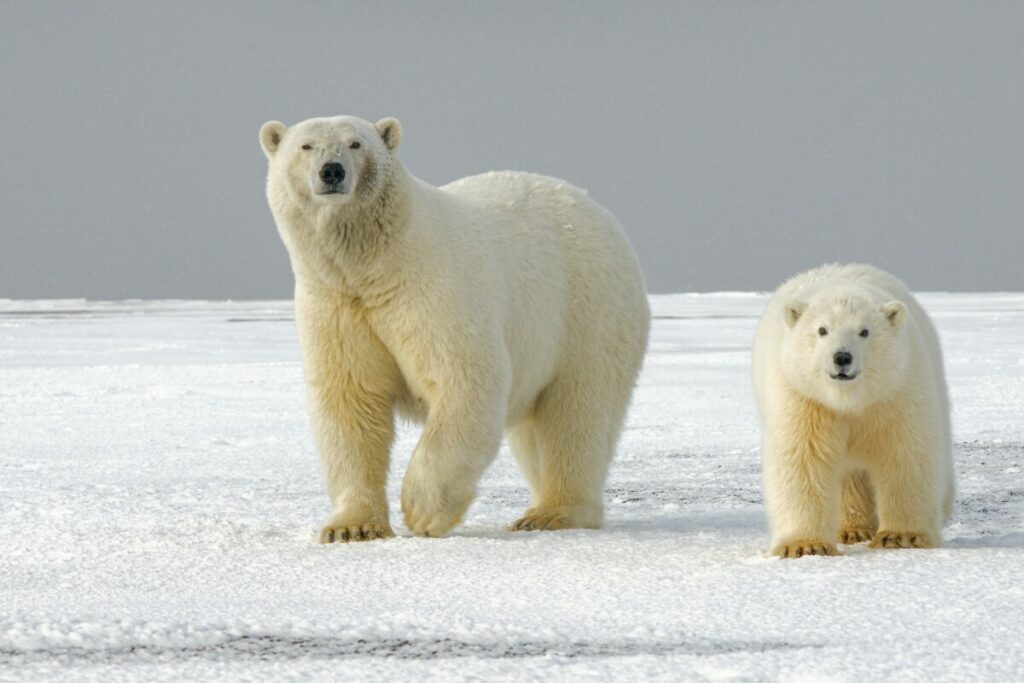 Mother Polar Bear with a Cub