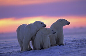 polar_bears_life_cycle-9757251