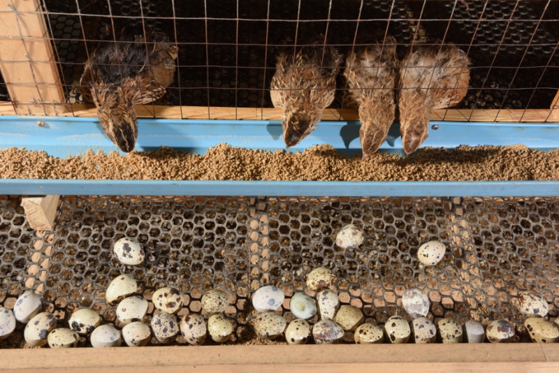 Quails and eggs in a cage on a farm