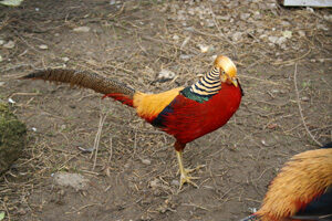 red_golden_pheasant-3218613