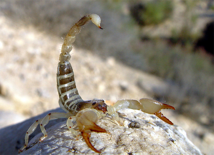 Scorpio maurus palmatus , Israel.