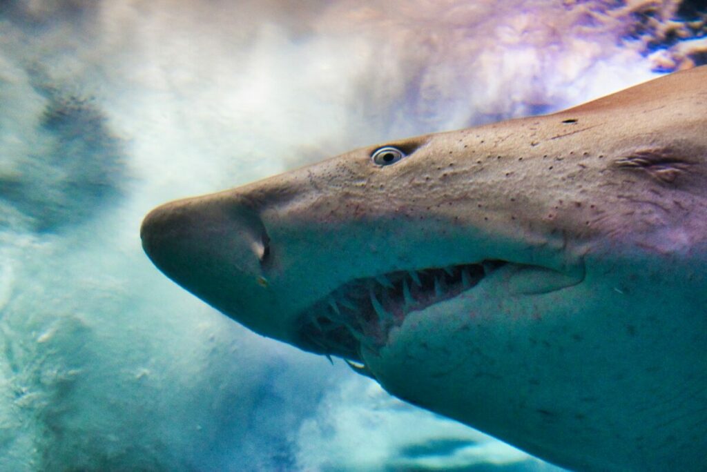 Up-close face and teeth of a shark