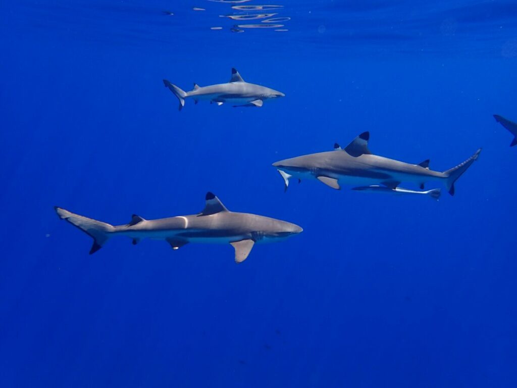 Three sharks