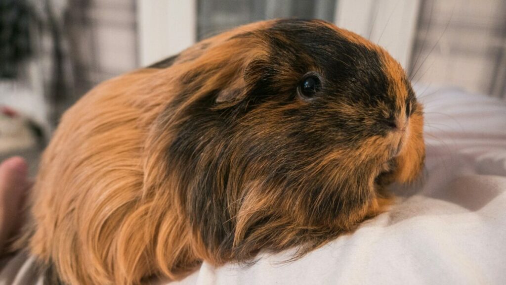 Silkie guinea pig with its flowing, silky hair, exemplifying elegance and requiring dedicated grooming.