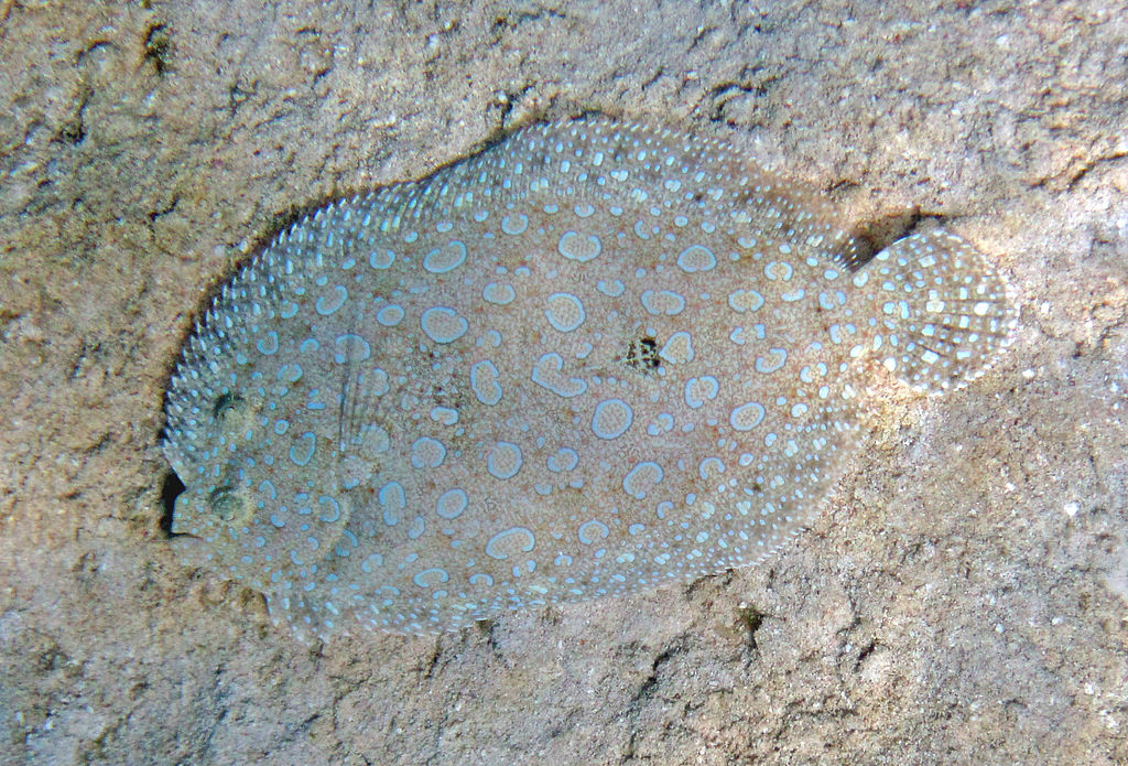 Delve into the world of sinkers and their role in flounder fishing.