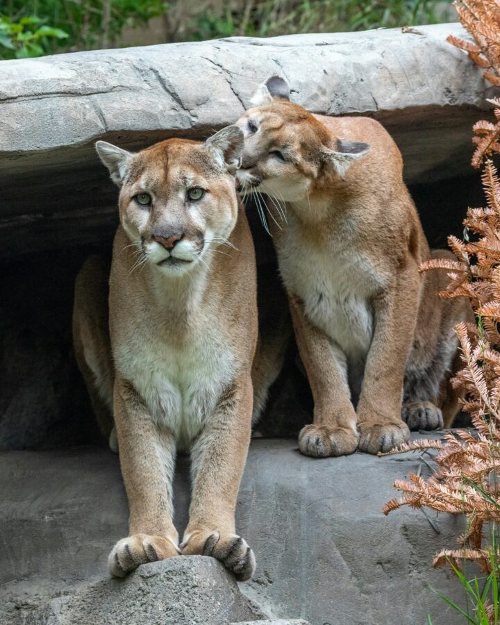 Visual guide showcasing the size and distinctive appearance of cougars in their natural habitat.