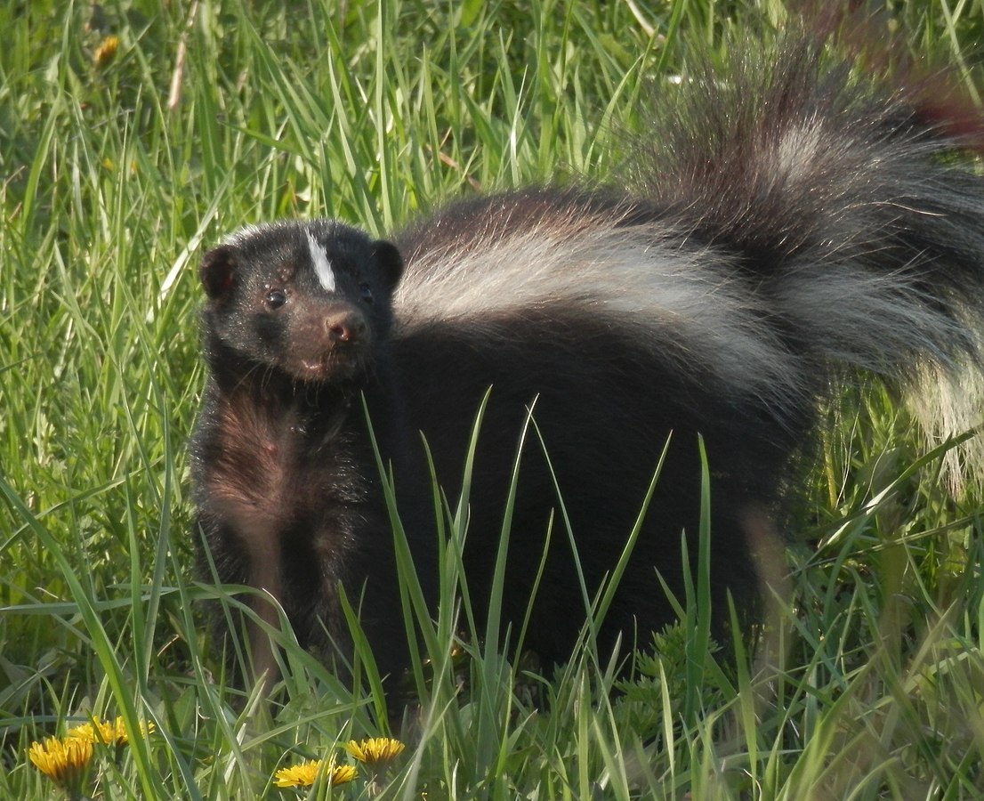 A skunk in Ontario, Canada