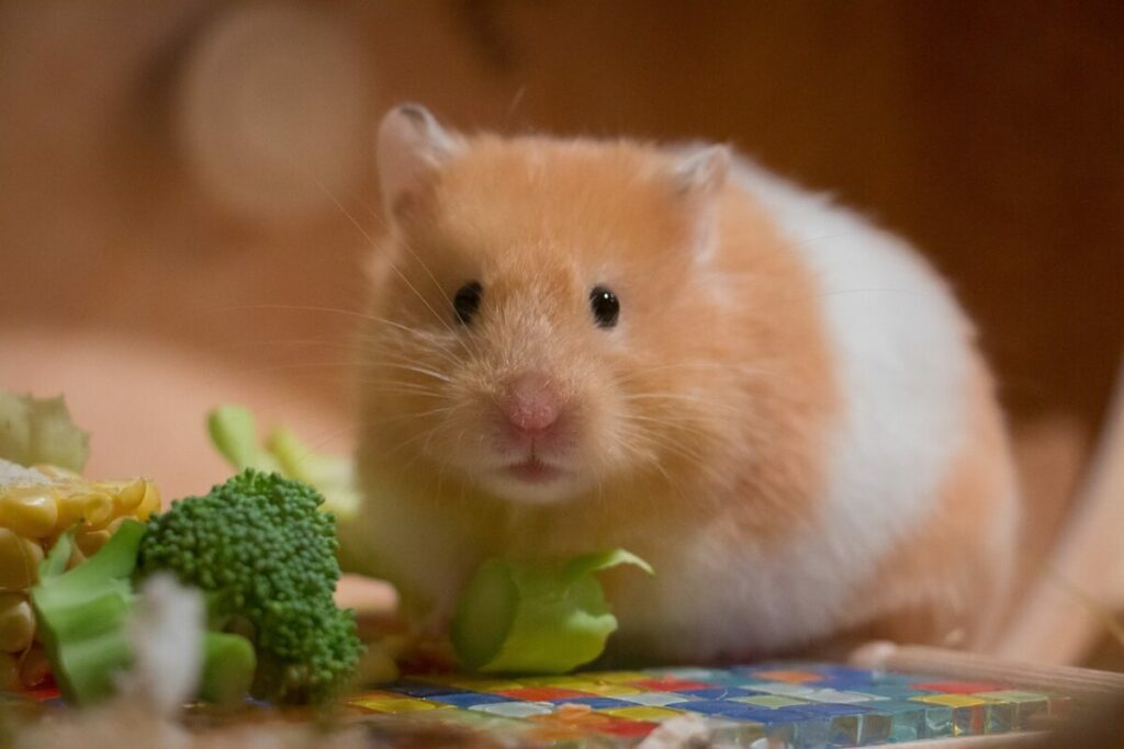 Hamster with Vegetables