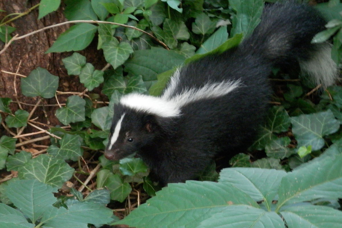 Juvenile stripped skunk