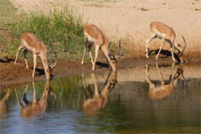 small_african_antelope2-3079969