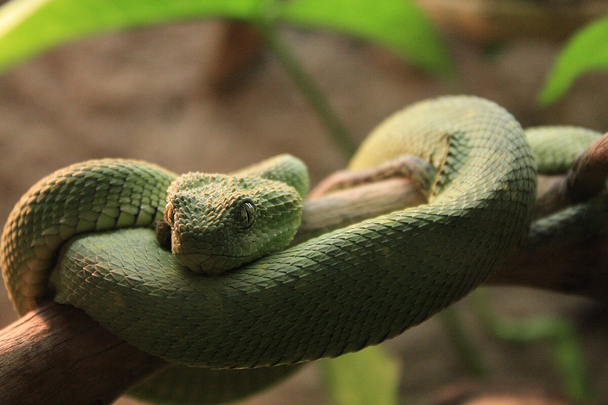 Snake in a Vivarium