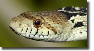 snake_breeding2-7197625