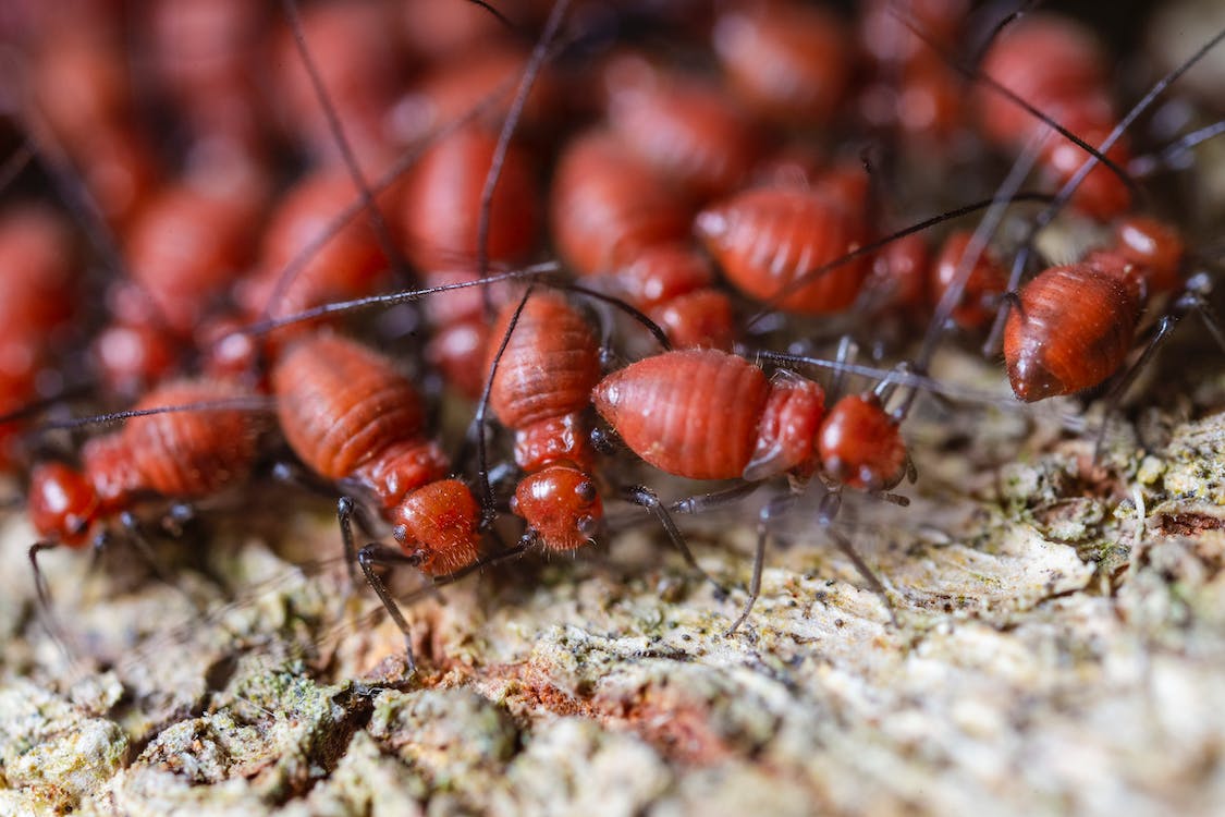 A colony of Red Termites