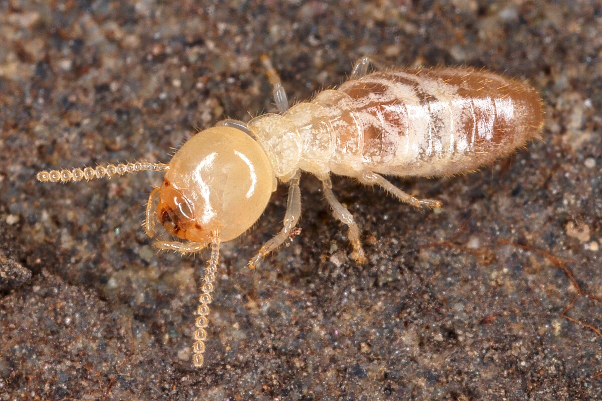 Macro image of a termite (Isoptera)
