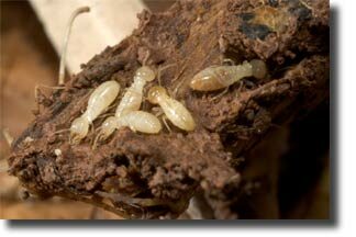 termite_swarm2-1626080