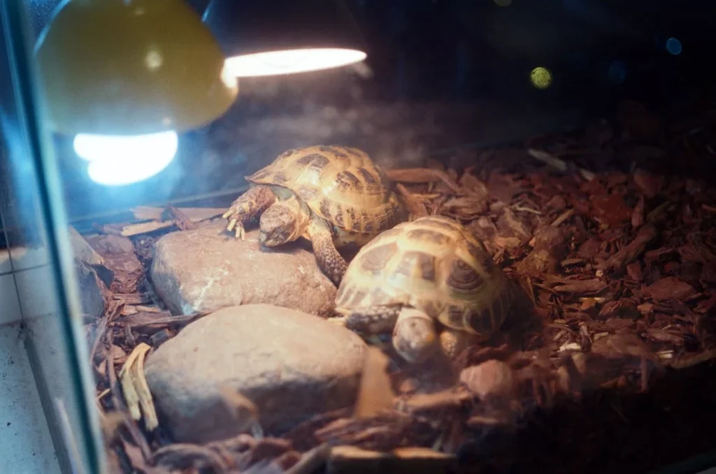 Tortoise in a terrarium