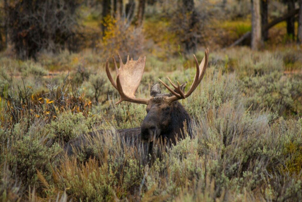 Delve into the intriguing behavior of moose as this guide unravels the art of flashing, offering insights into the significance of antler displays and the communication cues involved.