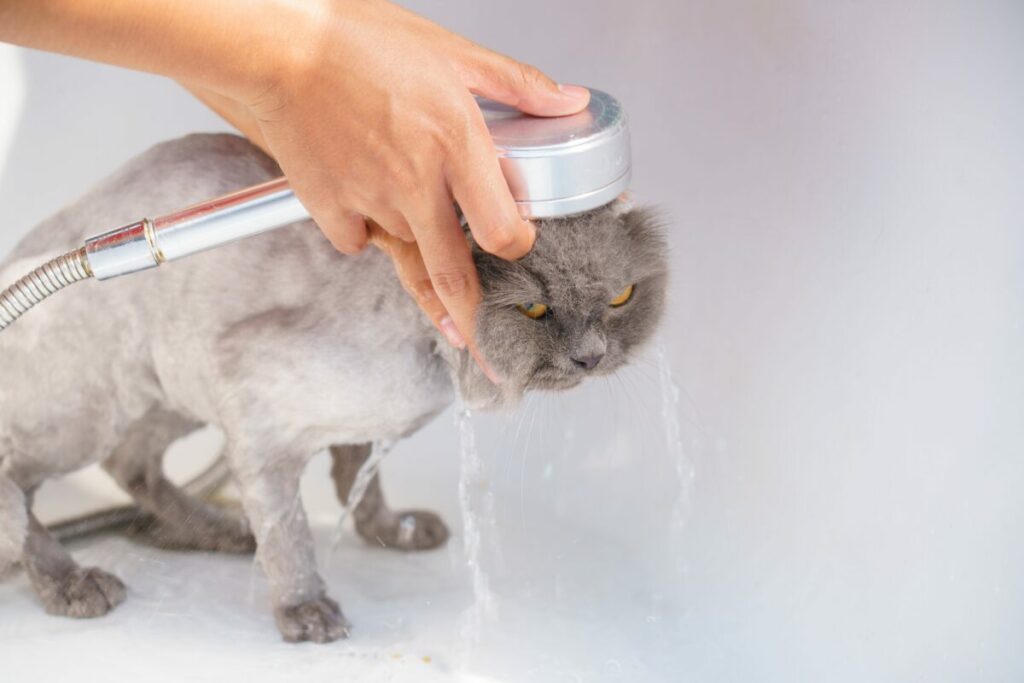 Gently washing a cat with care, avoiding sensitive areas, during a calm and controlled bathing session.