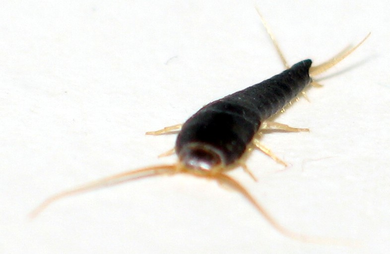 In the game of heat, light, and wallpaper, silverfish bugs are depicted as being drawn to warmth and illumination, often seeking shelter behind wallpaper where they find both.