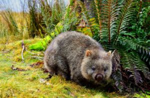 "Discover the tranquil world of 'The Introverted Diggers: Wombats,' a delightful exploration into the lives of these fascinating marsupials known for their burrowing habits.