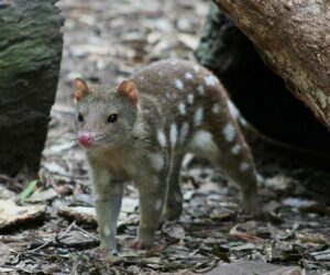 "Intriguing nocturnal exploration in 'The Nighttime Nimble: Quolls,' featuring an image of quolls displaying their agile and curious behavior