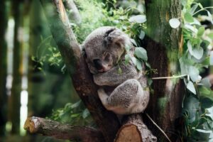 "Heartwarming image from 'The Tree Huggers: Koalas' depicting a cuddly koala clinging to a eucalyptus tree branch."