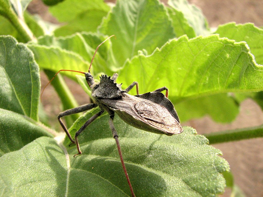 The wheel bug is celebrated as an incredible ally in pest control due to its predatory behavior, preying on various garden pests such as caterpillars and beetles.