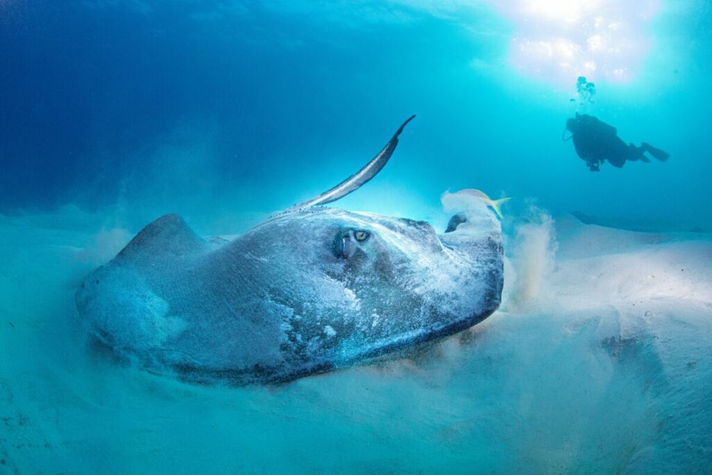 Dive into the exhilarating world of stingray fishing with this comprehensive guide that explores the techniques and strategies for catching these ocean giants.