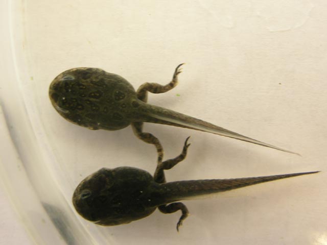 Toad tadpoles with unique features, differentiating them from frog tadpoles in appearance and behavior.