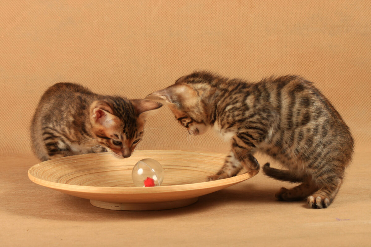 Two striped kittens look at a round transparent toy on a wooden plate
