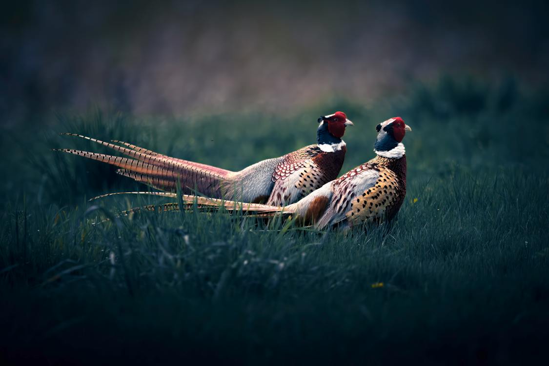 Two pheasants in a park