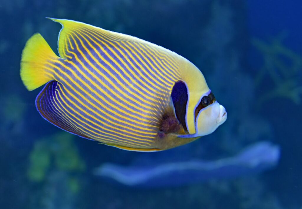 Explore the different types and behaviors of angelfish with this informative guide, covering their distinctive traits, social dynamics, and compatibility with other fish species