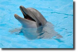 types_of_dolphins2-7412135