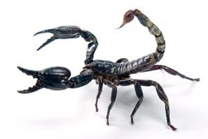 types_of_scorpions-8117730