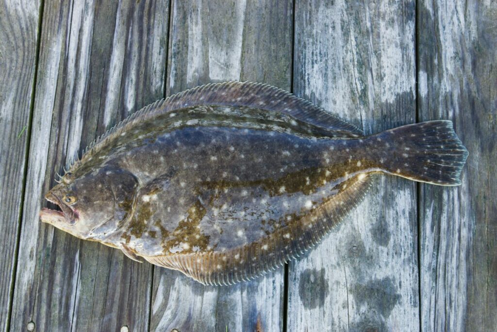 A comprehensive guide to flounder fishing, featuring expert tips, advanced techniques, and top-notch hotspots for a successful angling experience.