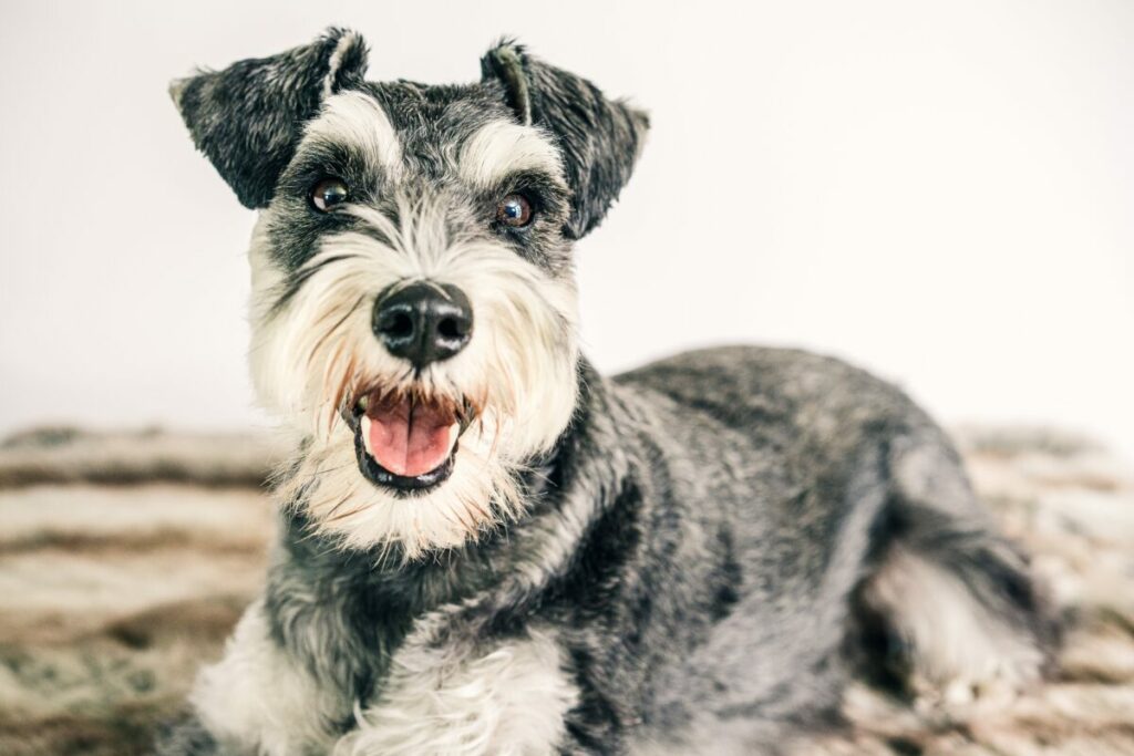Essential grooming tips for Schnauzer coat care