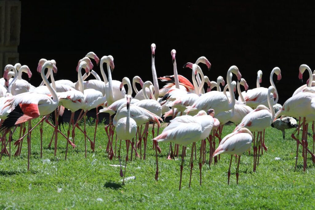 A breed of white flamingos