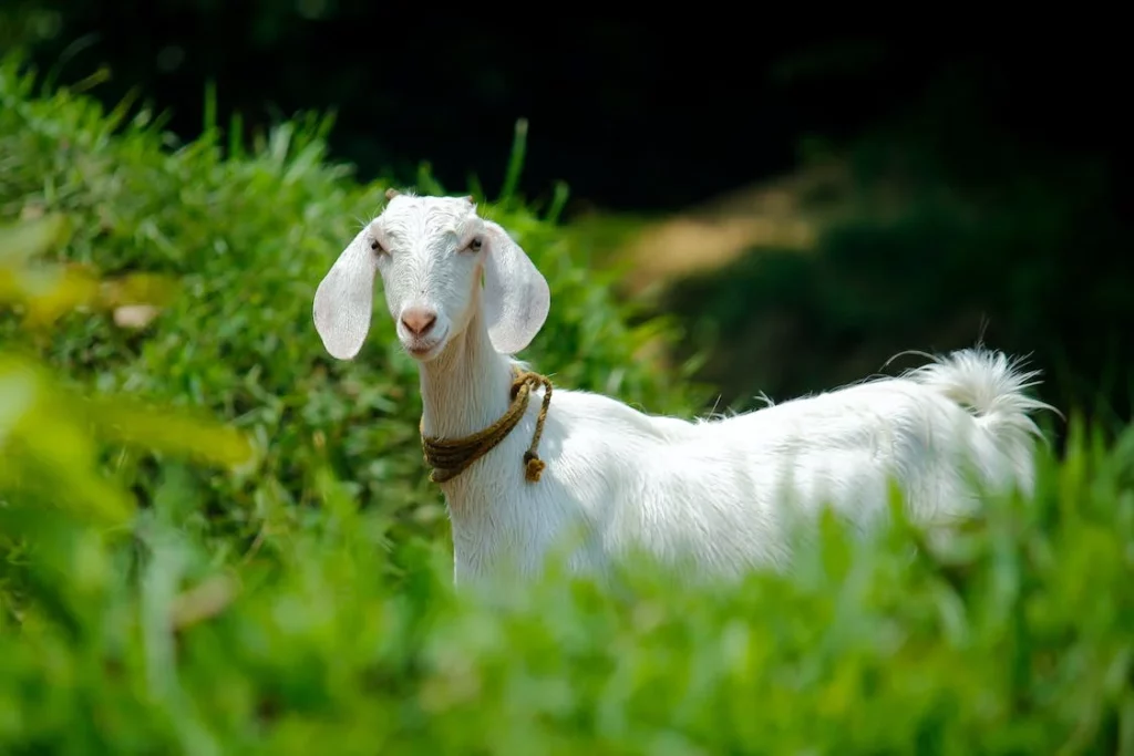 White goat in a field