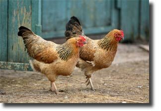 worming_chickens2-1929847